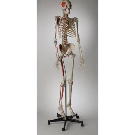 DENOYER-GEPPERT Anatomical Model, Prem Kines Skltn w/Painted/Numb Muscles Sacral Mount S58PN